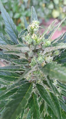 Growreport Bild 63