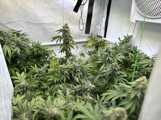 Growreport Bild 4
