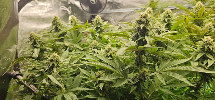 Growreport Bild 34