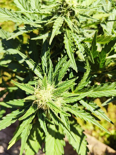 Growreport Bild 21