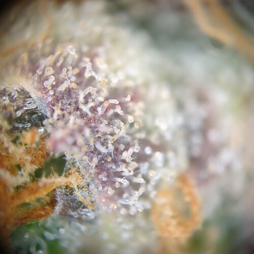 Growreport Bild 29