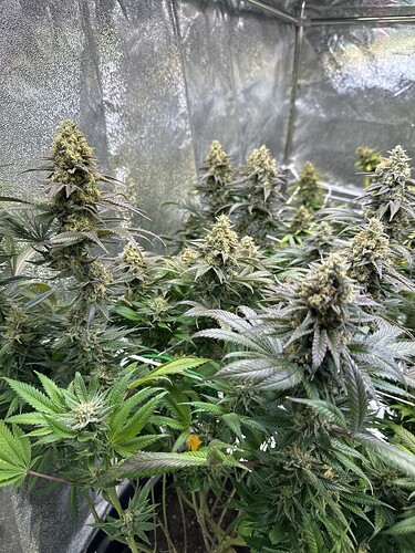 Growreport Bild 44