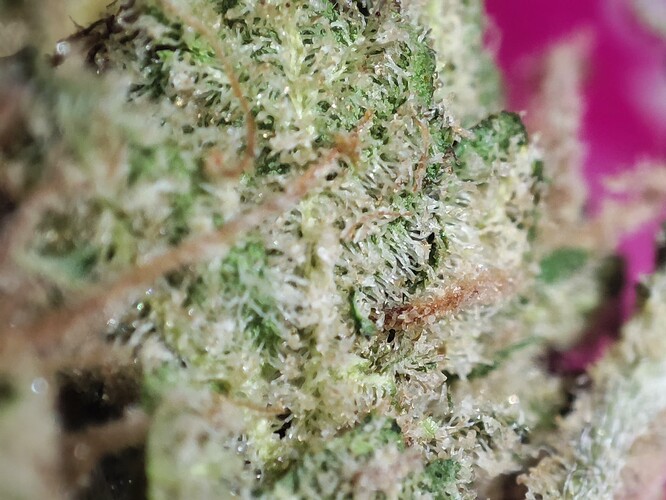 Growreport Bild 1