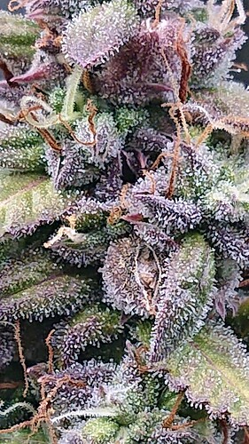 Growreport Bild 24