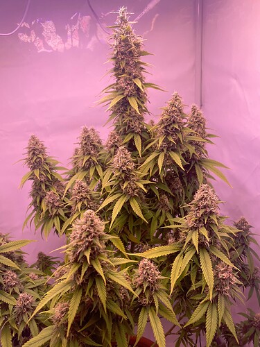 Growreport Bild 3