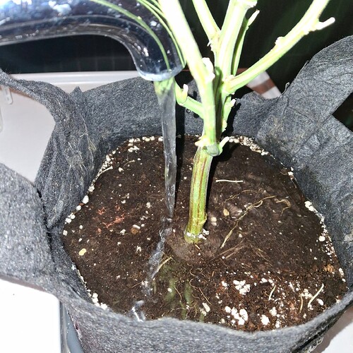 Growreport Bild 28