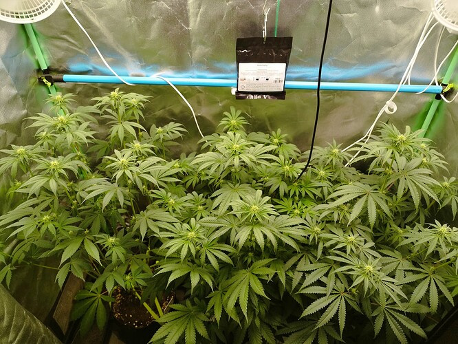 Growreport Bild 7