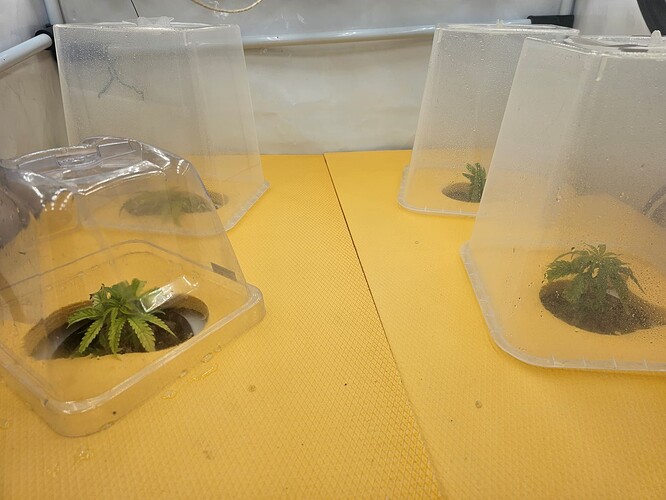 Growreport Bild 42