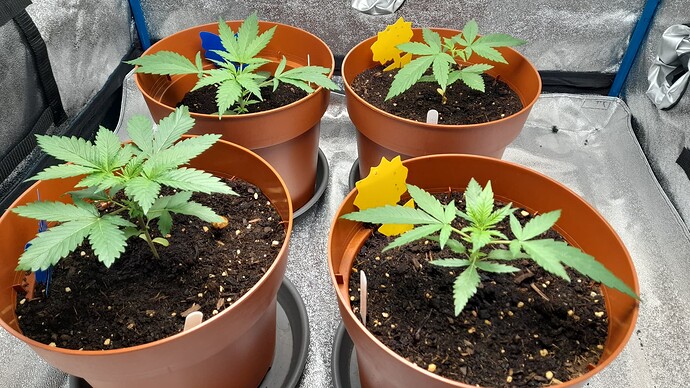 Growreport Bild 9