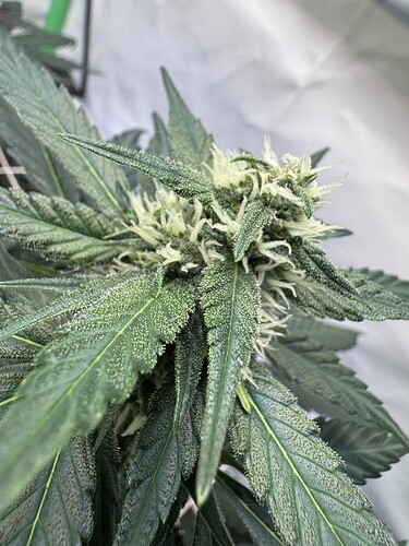 Growreport Bild 12