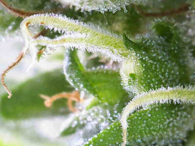 Growreport Bild 29