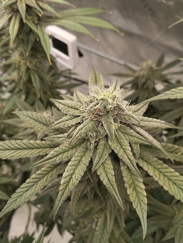 Growreport Bild 6