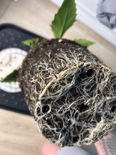 Growreport Bild 18