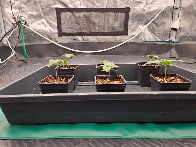 Growreport Bild 13