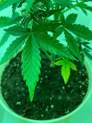 Growreport Bild 11