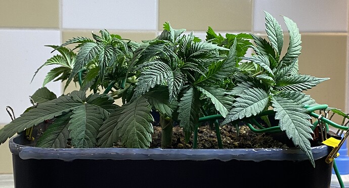 Growreport Bild 22