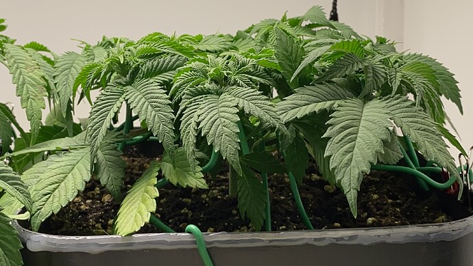 Growreport Bild 3