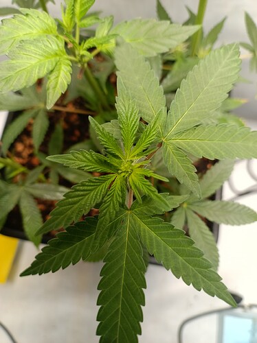 IMG_20240804_120326_383