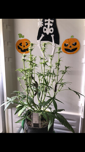 Growreport Bild 39