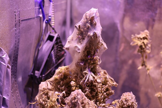 17305626409707311889642292433339