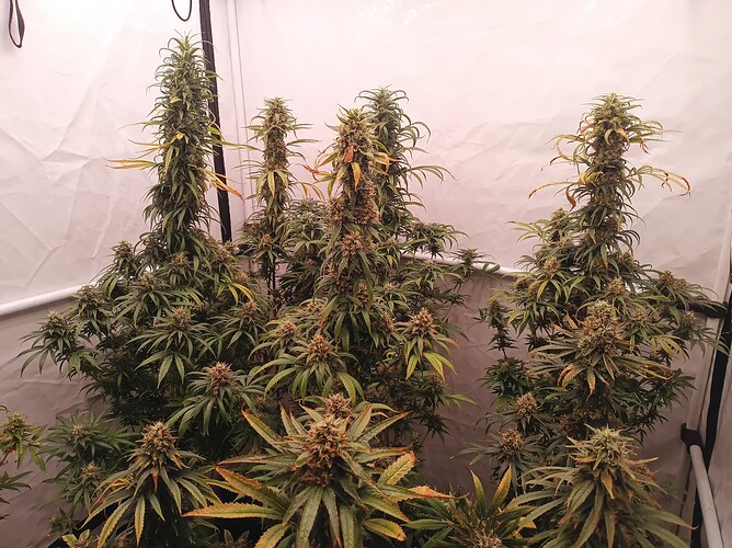 Growreport Bild 2