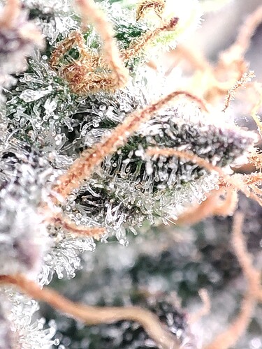 Growreport Bild 41