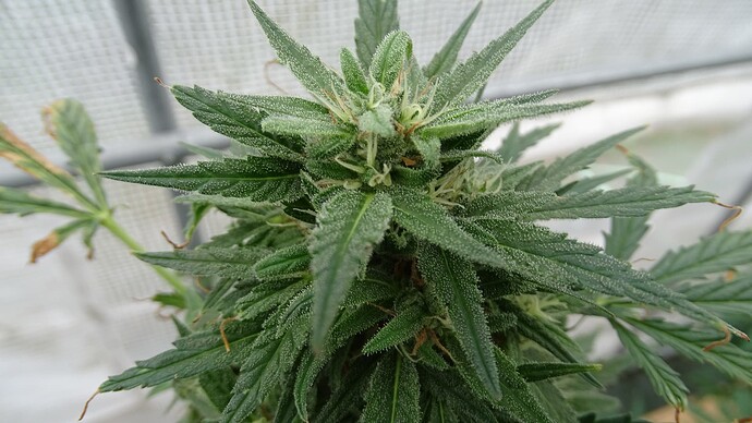 Growreport Bild 16