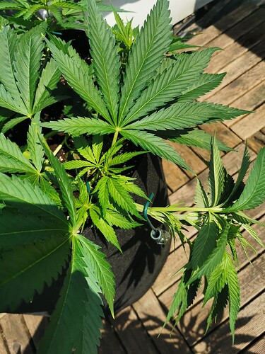 Growreport Bild 11