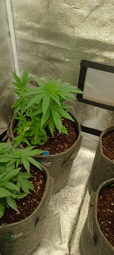 Growreport Bild 4