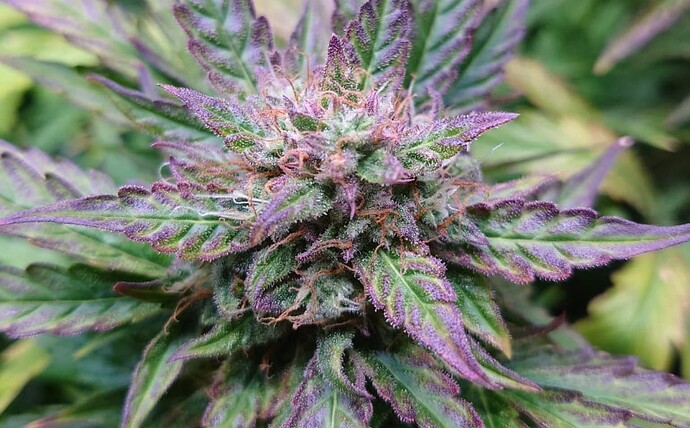 Growreport Bild 9