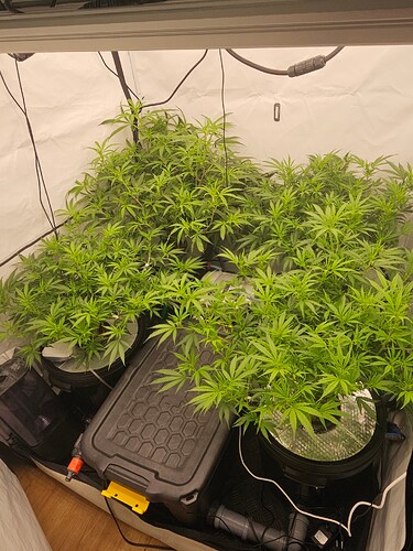 Growreport Bild 1