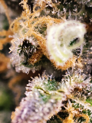 Growreport Bild 69