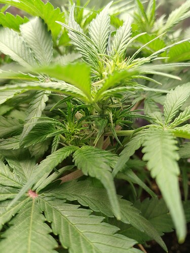 IMG_20240519_200355_PORTRAIT