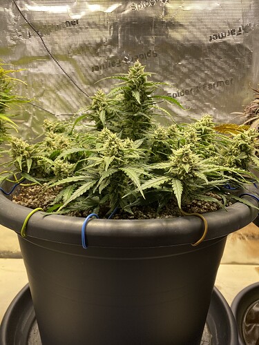 Growreport Bild 14