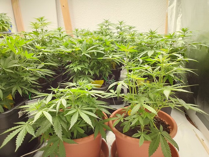 Growreport Bild 1