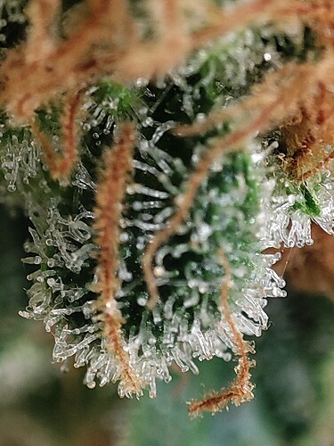 Growreport Bild 95