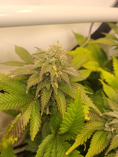 17079150510212057007653508362533