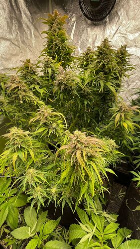 Growreport Bild 4