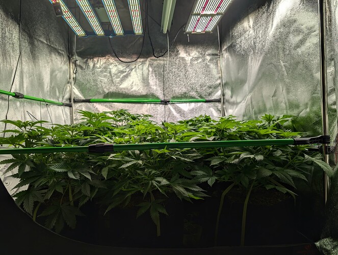 Growreport Bild 1