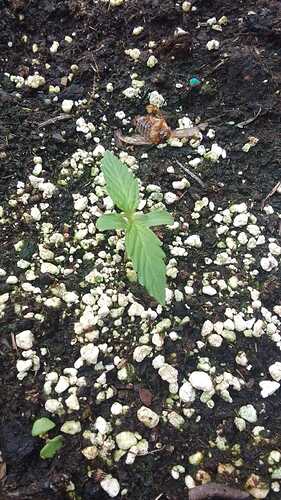 Growreport Bild 5