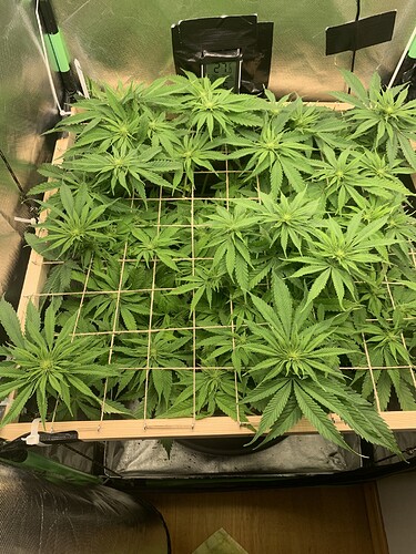 Growreport Bild 1