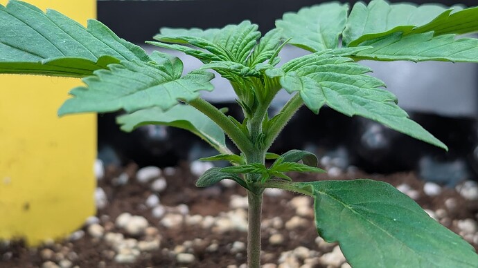 PXL_20240709_182859351