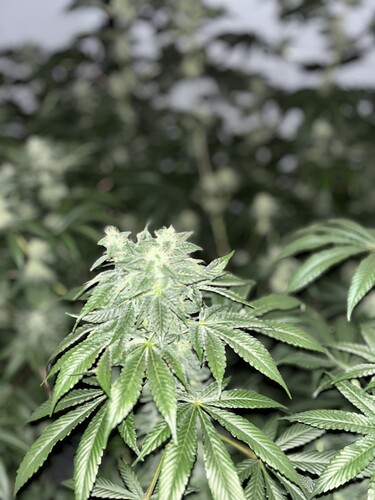 Growreport Bild 13