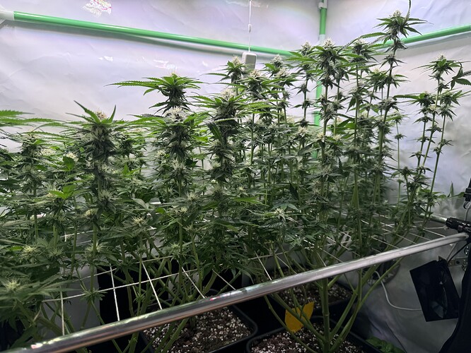 Growreport Bild 9