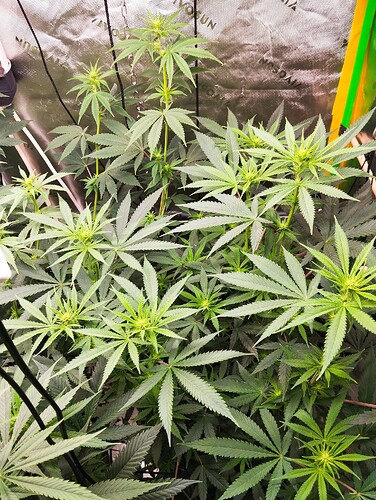 Growreport Bild 26