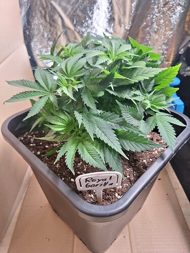 Growreport Bild 8