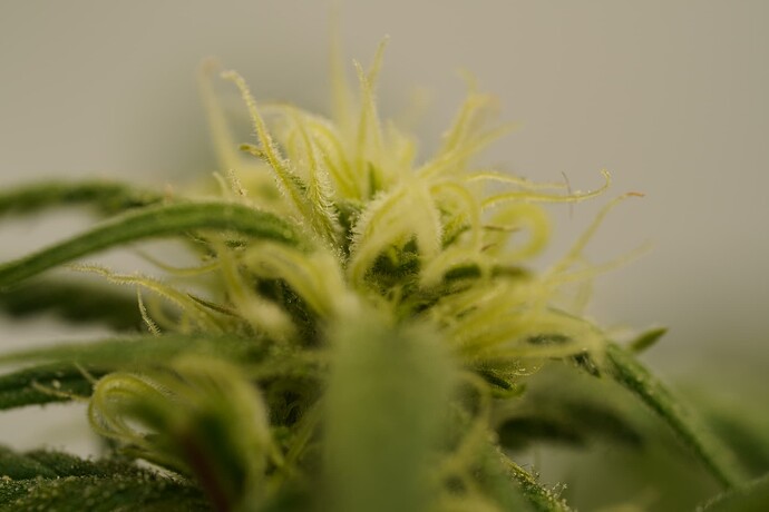 Growreport Bild 7
