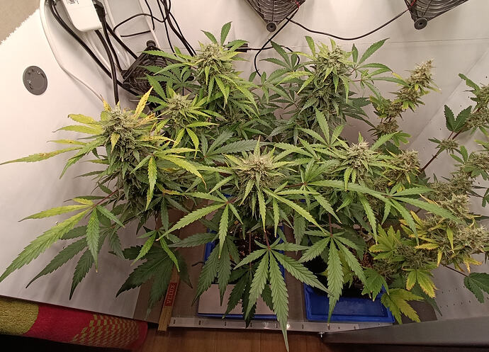 Growreport Bild 7