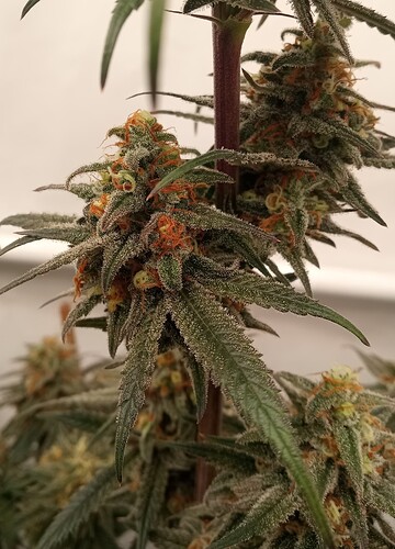 Growreport Bild 37