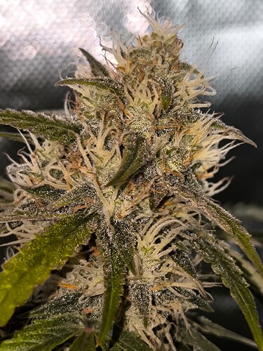 Growreport Bild 3